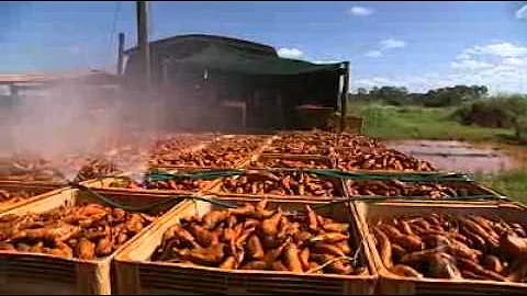Rain tipped to up sweet potato prices