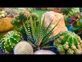 Cacti and Zebra Plant Arrangement