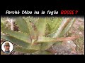 Perchè l'aloe ha le foglie rosse