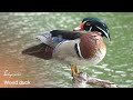 American Wood Duck || One of the most beautiful duck found in Kolkata