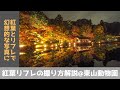 紅葉リフレクションの撮り方解説@東山動物園【一眼レフ/ミラーレス】
