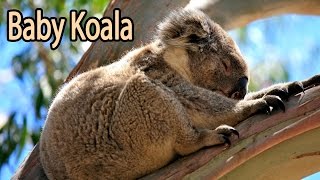 Baby Koala by All About Animals 232 views 8 years ago 2 minutes, 11 seconds