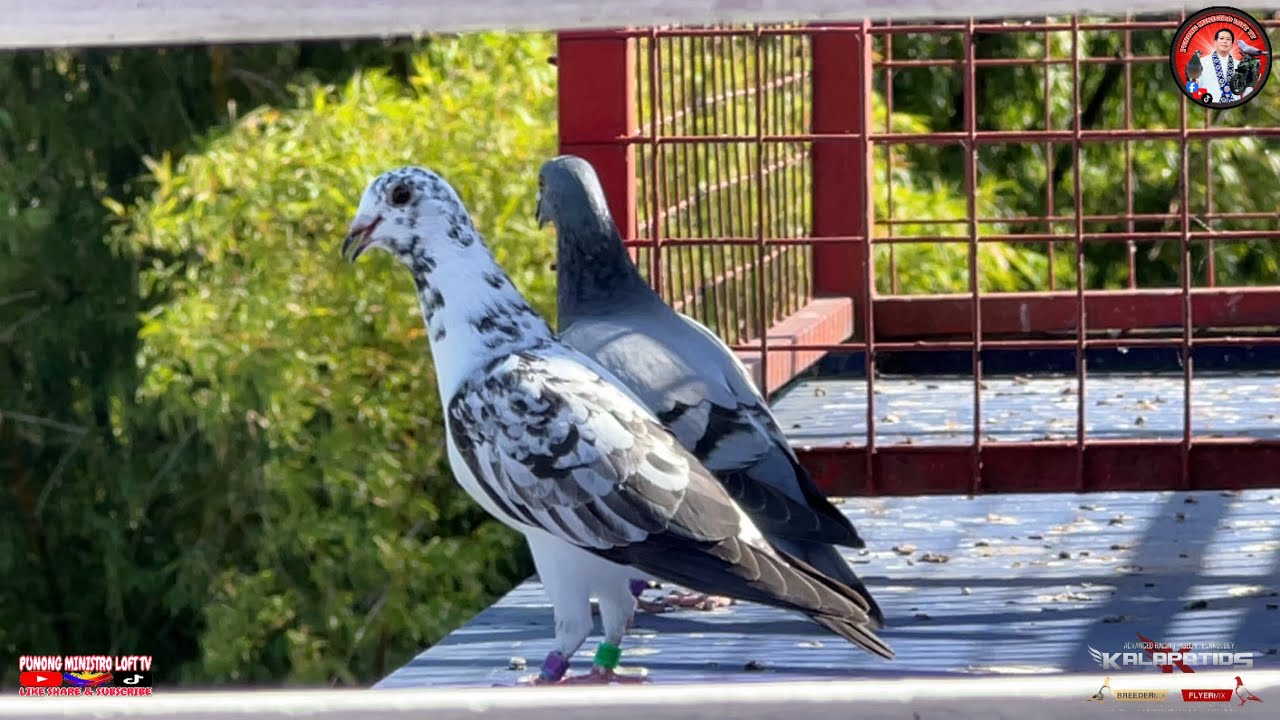 EP1254 BUMAWI SI SABLON 