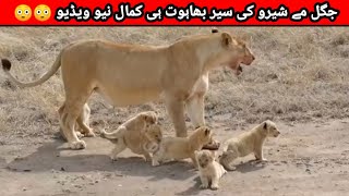 Jungle Mein Shero Ki Sher Sherni Aur Sherni Ke Bacche New Video 2021