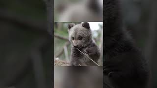Funny Little Bear Playing In The Forest