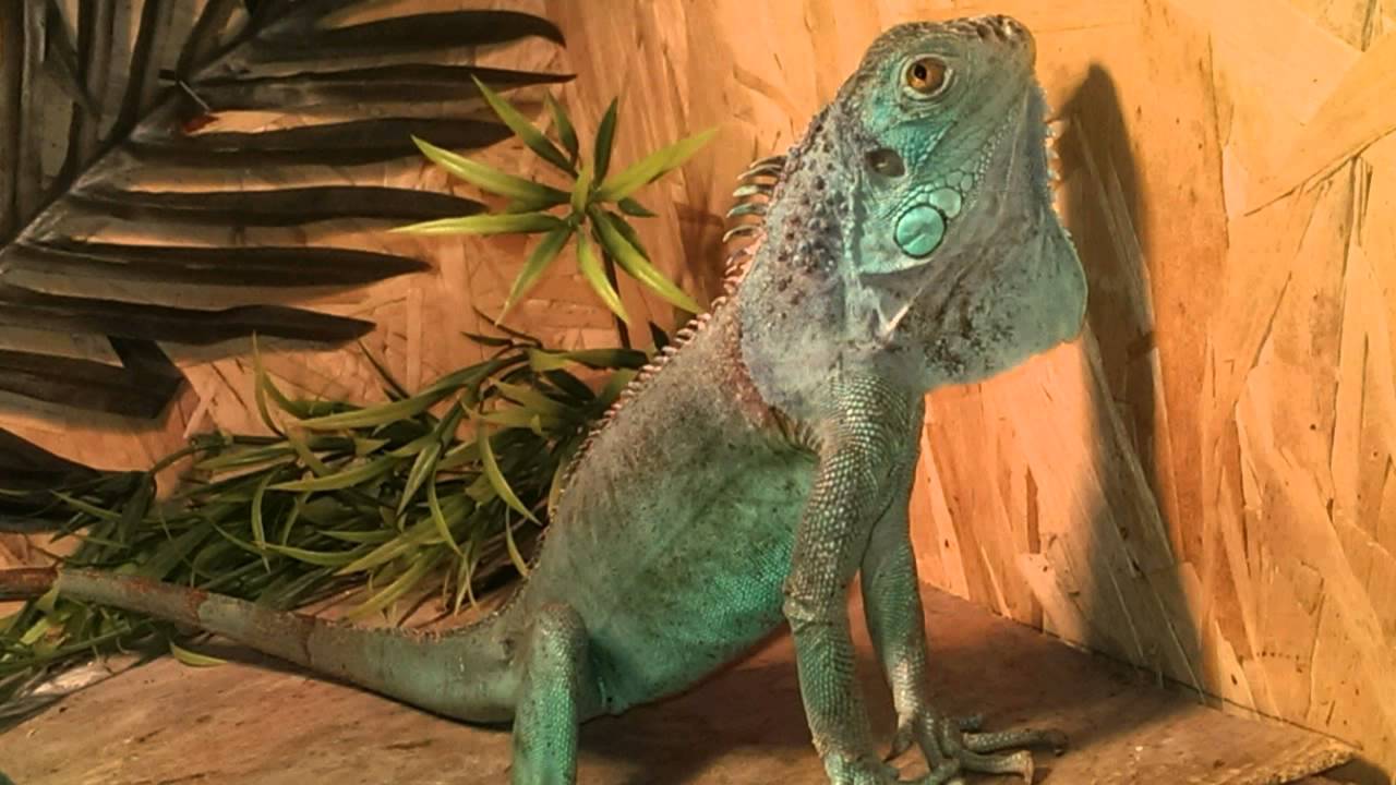 Mon Iguane Vert Mange Dans La Main By Imotep002