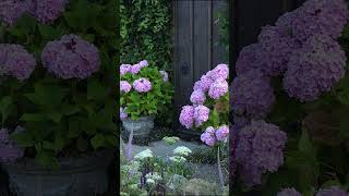 What I Learned About Small Gardens At Rhs Hampton Court