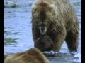 De La Cuna A La Tumba - los grandes osos (Clip)