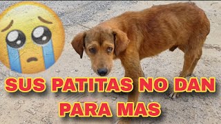 🐕😭SUS PATITAS NO DAN PARA MAS😭💥#amor #trending #ayudahumanitaria #tutorial #top #perros