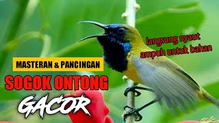 Masteran dan pancingan suara sogok ontong gacor memanggil lawan bikin emosi..PASTI NYAUT !!