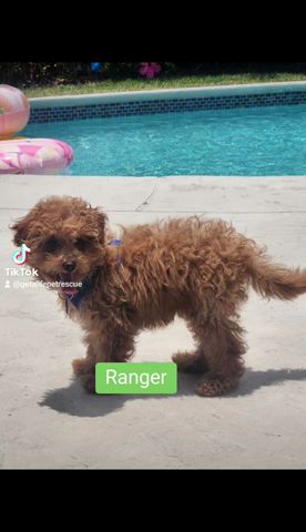 Adoptable Ranger Bichon Poodle is ready  to pounce into your life!