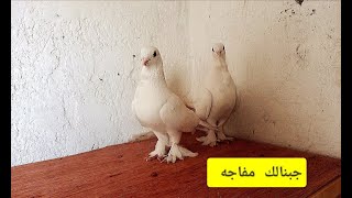 محبين الحمام الحمر الدايه شباب صار عدنه ارافل دايه وحمر