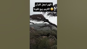 اللهم  اجعل القرآن الكريم ربيع قلوبنا انا وكل من قال أمين 🤲🏼🤲🏼🤲🏼
