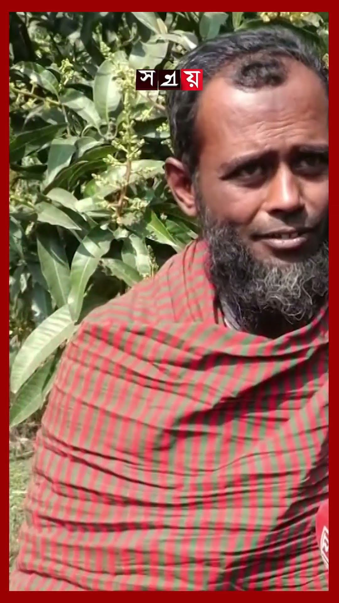 শীত কম, ১৫ দিন আগেই দেখা দিল আমের মুকুল #mango #naogaon #agriculture #shorts #somoytv