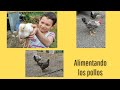 Pollos de granja (Alimentación diaria)