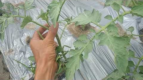 kĩ thuật trồng cà chua, tỉa chèo