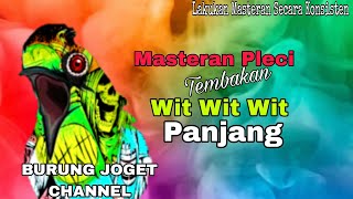 Masteran Pleci Malam Hari Tembakan Wit Wit Wit Panjang