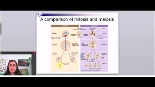 Mitosis vs Meiosis