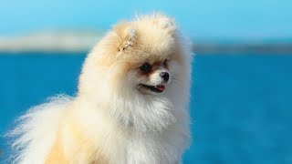 Can Pomeranians be left alone with small pets?