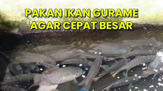 PAKAN IKAN GURAME AGAR CEPAT BESAR