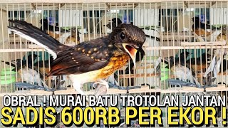 MELIMPAH RUAH ! OBRAL SADIS 600RB PER EKOR MURAI TROTOL JANTAN DI KIOS ARUN KICAU MAN