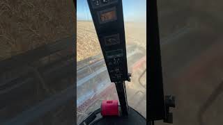 Central Kansas milo harvest.  Gotta love that Kansas wind.