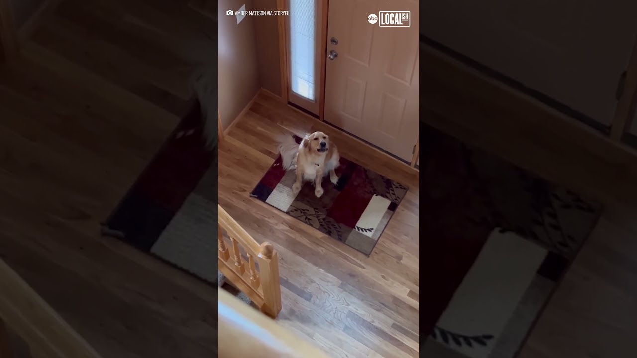 Dog Hilariously Realizes He S Not Home Alone