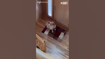 Dog hilariously realizes he
