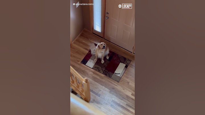 Dog hilariously realizes he's not home alone