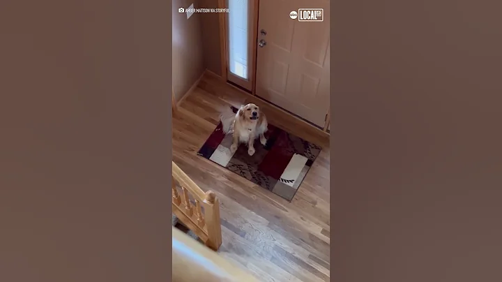 Dog hilariously realizes he's not home alone - DayDayNews