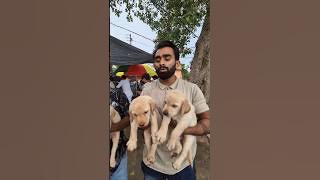 Labrador Puppy's 🐶❤️🐶#shorts #labrador #ruppetlover