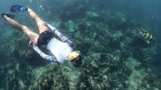 Platinum Sun Classic Swimsuit Wetsuit Delphin