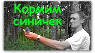 Кормим Птичек - Синичек с Рук в Лесу в Крыму Кормим Птичек - Синичек с Рук в Лесу в Крыму