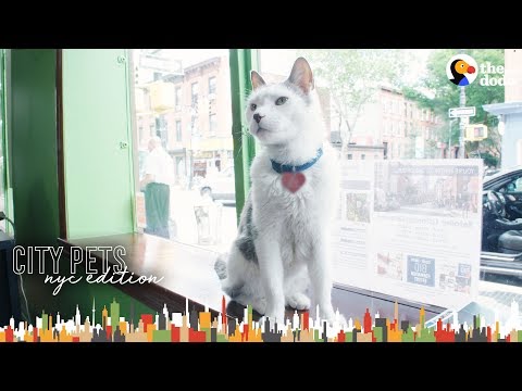 Cat Runs A Real Estate Office In Brooklyn | The Dodo City Pets