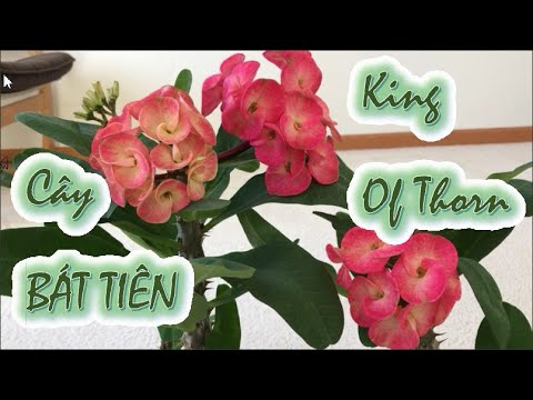 Video: Crown Of Thorns Thông tin về thực vật - Cách trồng Crown Of Thorns trong nhà