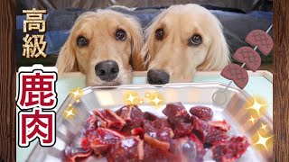 犬に高級鹿肉を差し上げます。初めて生肉を見たゴールデンレトリバーのミックス犬姉妹の反応【咀嚼音 ASMR】ジビエ