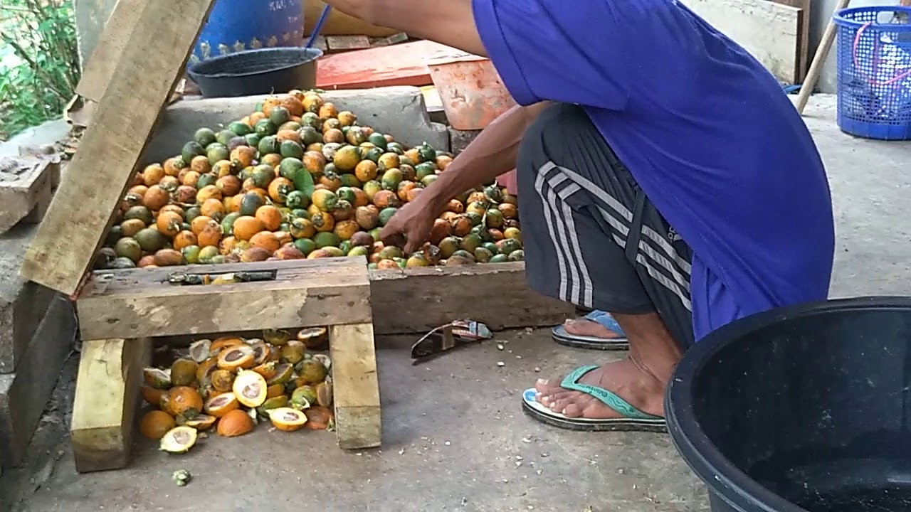 Pembelah buah Pinang 