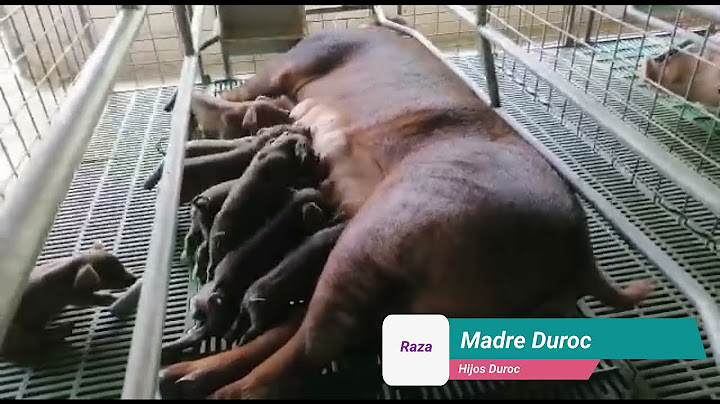 CERDA DUROC CON HIJOS PUROS