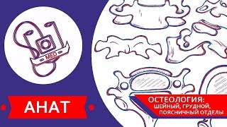 MED || Анат/Остеология №2 || Шейный, грудной, поясничный отделы