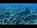 Plonge scubapiti tahiti moorea shark diving juillet 2010