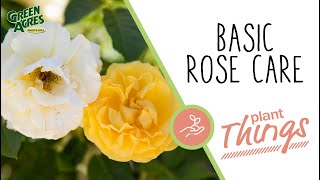 Rose Care Basics