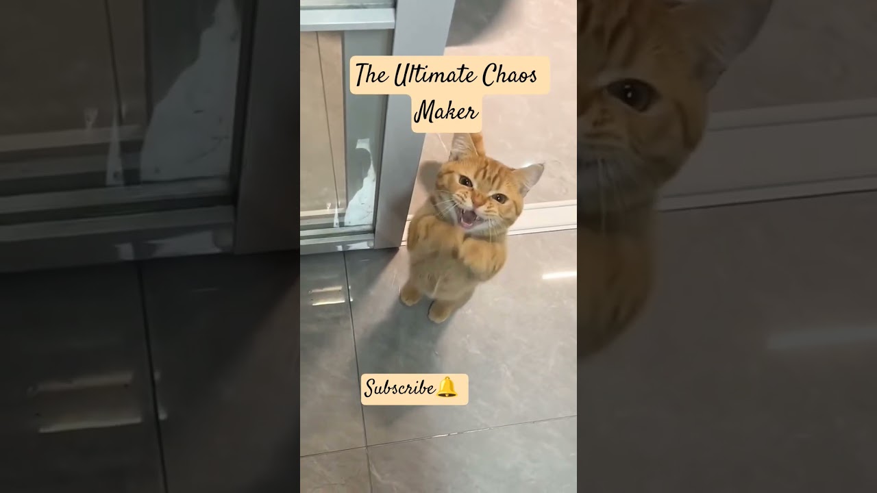 Why Always Orange Cat? 😹🧡 | The Ultimate Chaos Maker