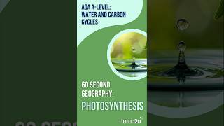 60 Second Geography | AQA A-Level Geography | Photosynthesis (Water and Carbon Cycles 16)