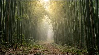Silent Bamboo Forest 🎋 Deep Peaceful Thai Meditation Music | Relax, Sleep & Mindfulness screenshot 4