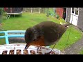 Cute little singing robins at the bird feeder