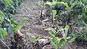 O que fazer para matar um pé de bananeira?