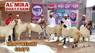 India's Heavyweight Goat's & Full Farm Tour Of Al Mira Goat Farm