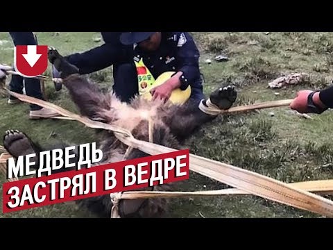 Медведь украл машину