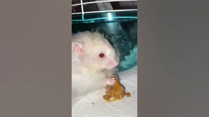 Hamster eats homemade pumpkin pie!