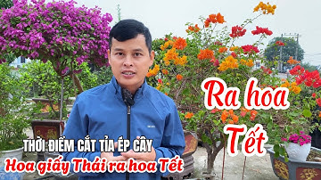 Thời điểm cắt tỉa ép cây hoa Giấy Thái ra hoa đúng Tết âm lịch